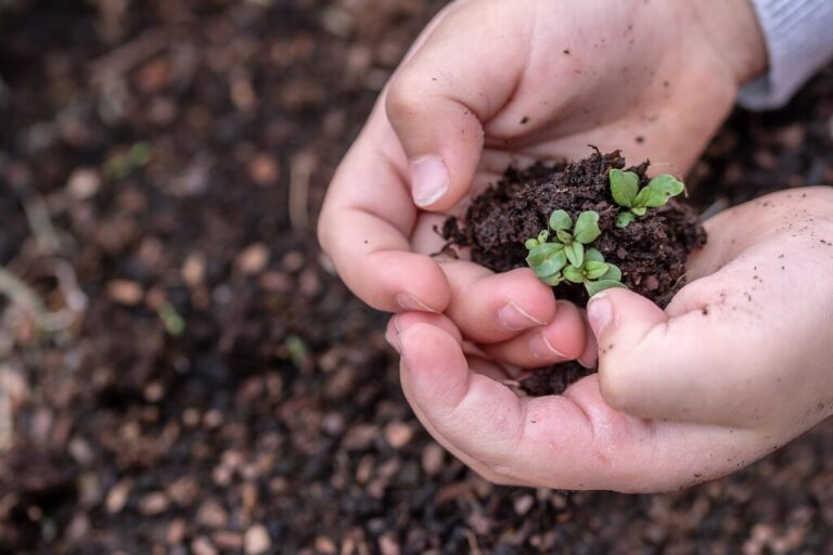 Pair of hands holding seedlings