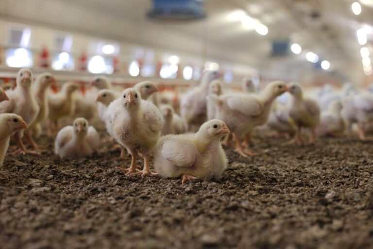 Animal welfare, net zero & the food transition – trade-offs & opportunities