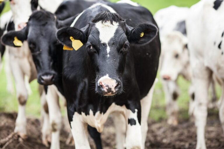 Dairy cow in herd